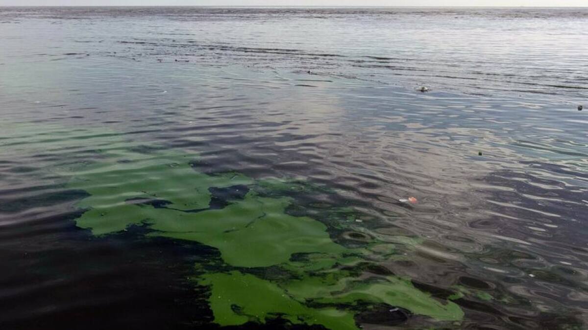 Cianobacterias. Foto: Redes Sociales