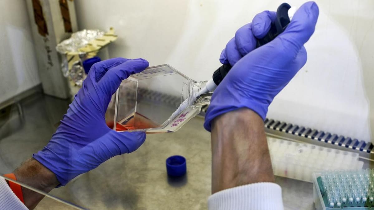 Científico cultiva células cancerosas en un laboratorio. Foto: ilustrativa, REUTERS.