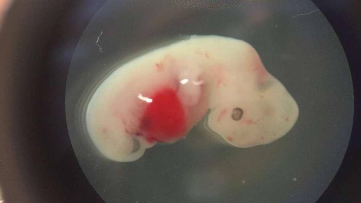 Científicos crean el primer embrión híbrido oveja-humano