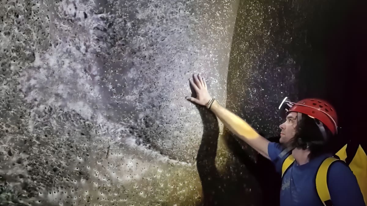 Histórico: descubren una telaraña gigante de 106 metros cuadrados habitada por más de 110.000 arañas