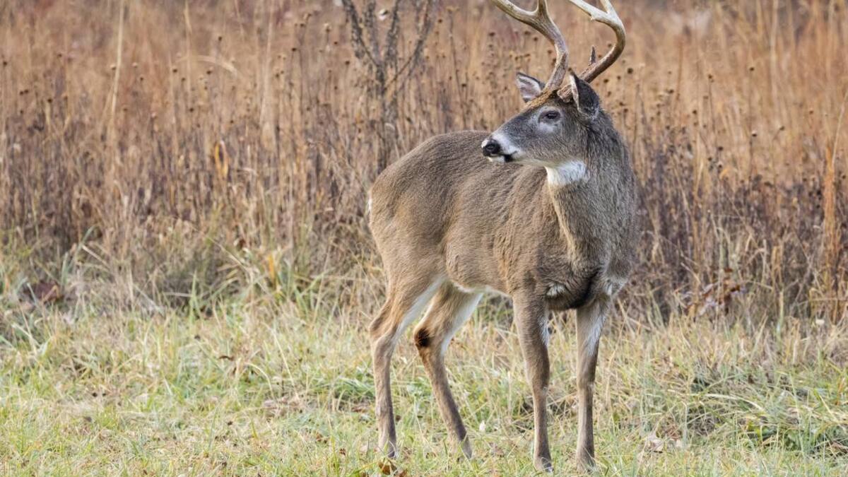 Ciervo, anima. Foto: REUTERS
