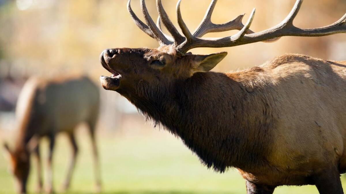 Ciervos, animales salvajes, mundo animal
