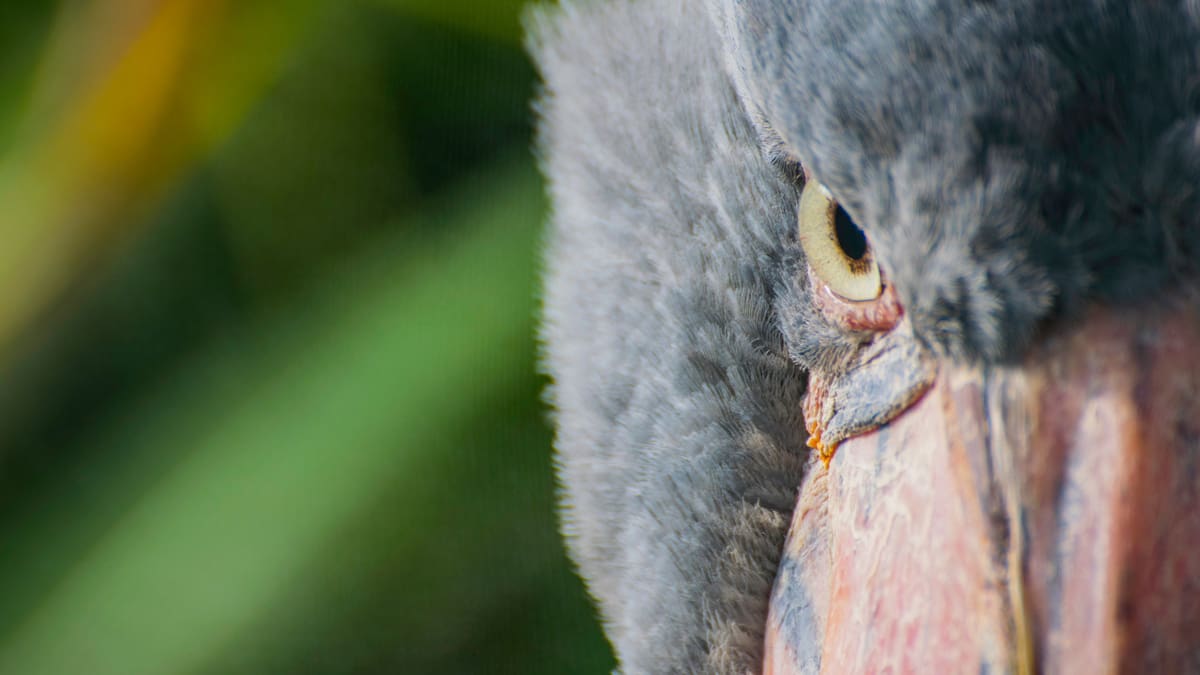 cigüeña picozapato. Foto: Unsplash