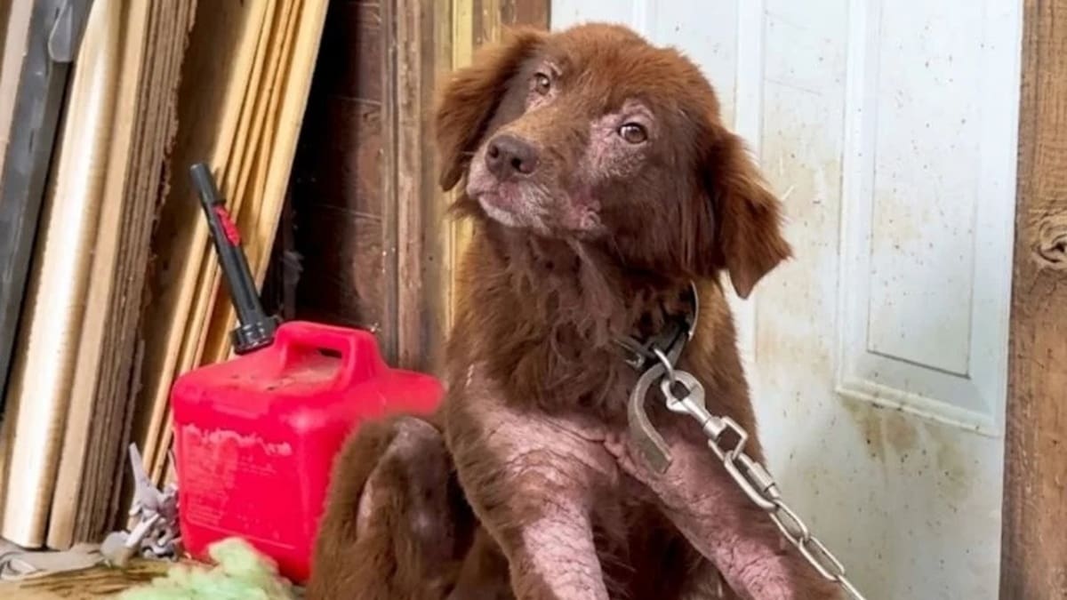 Pasó años encadenada y su reacción al ser rescatada conmovió al mundo: la increíble historia de resiliencia de la perra Cinnamon