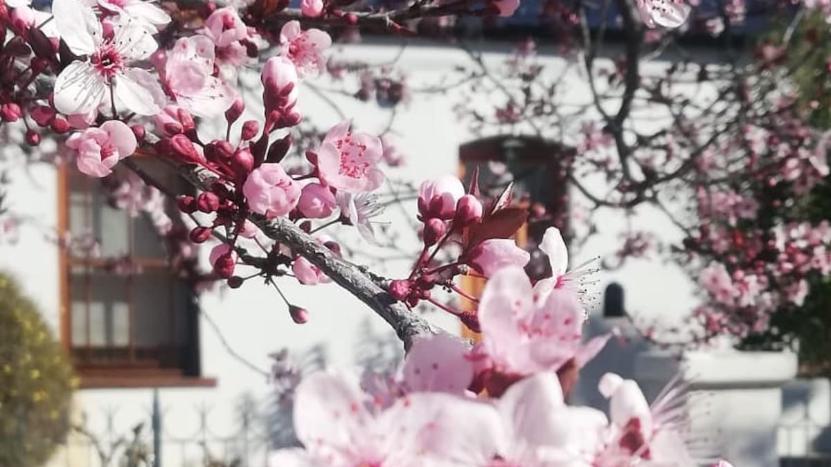 Ciruelo en flor.