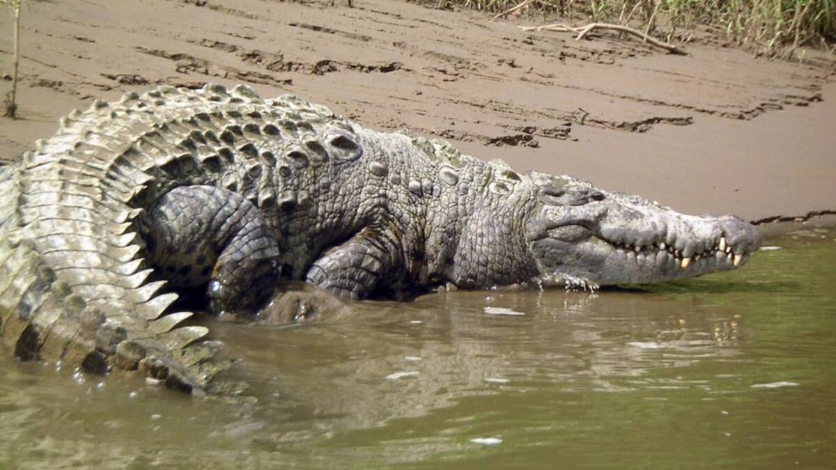 Cocodrilo