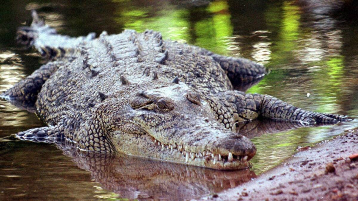 Cocodrilo de Australia. Foto: EFE.