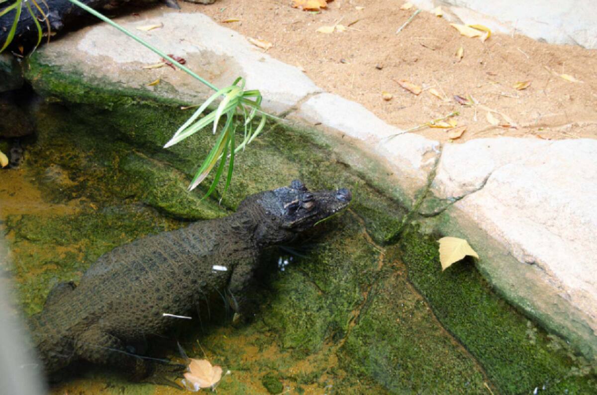 Cocodrilo enano. Foto: Noticias Argentinas.