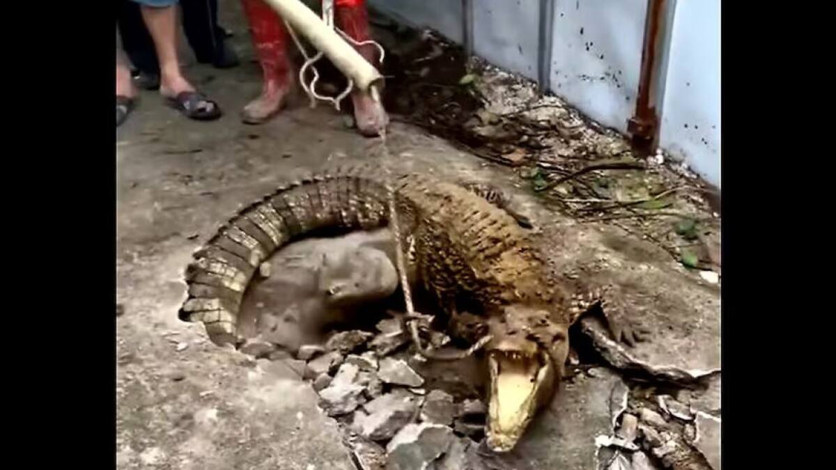 Cocodrilo. Foto: captura.