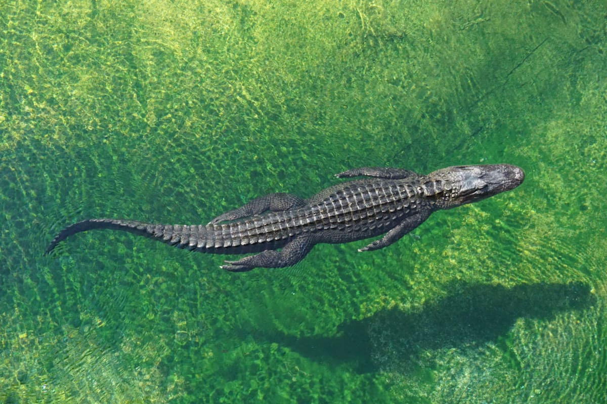Cocodrilo. Foto: Unsplash.