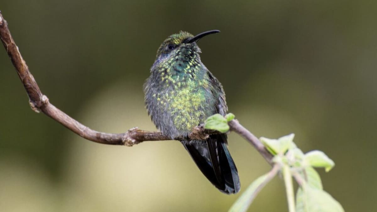 Todavía no fue destruido por el humano: el último refugio de un colibrí amenazado está en un bosque andino de Ecuador