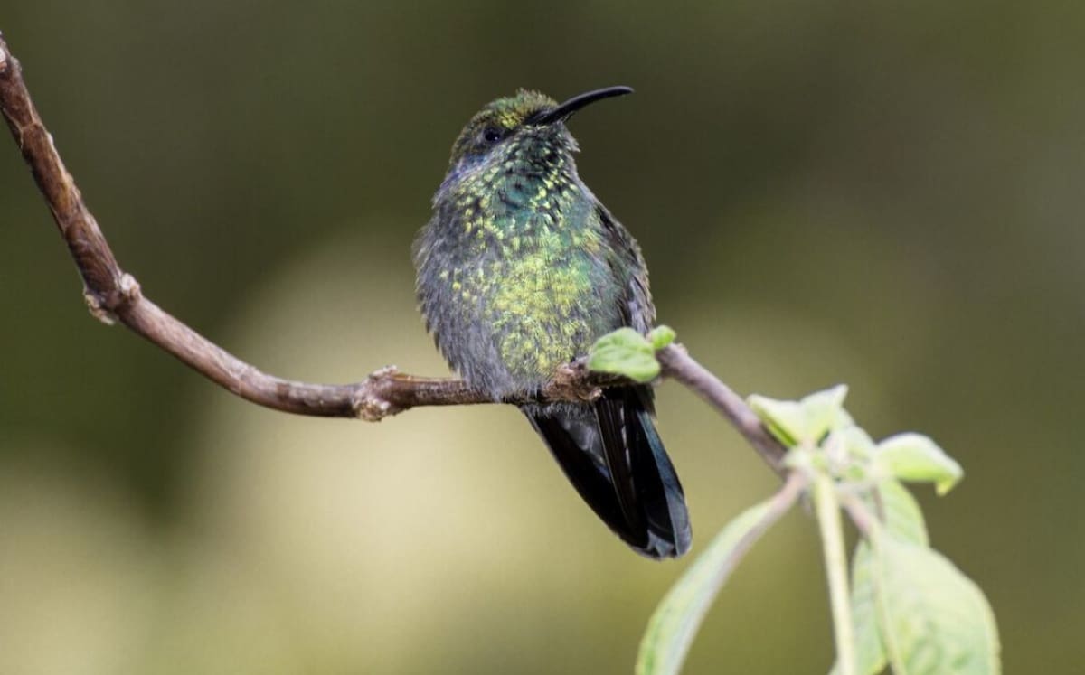 Colibrí. Foto: Freepik