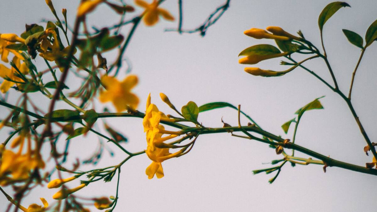 Colibrí. Foto: Unsplash.