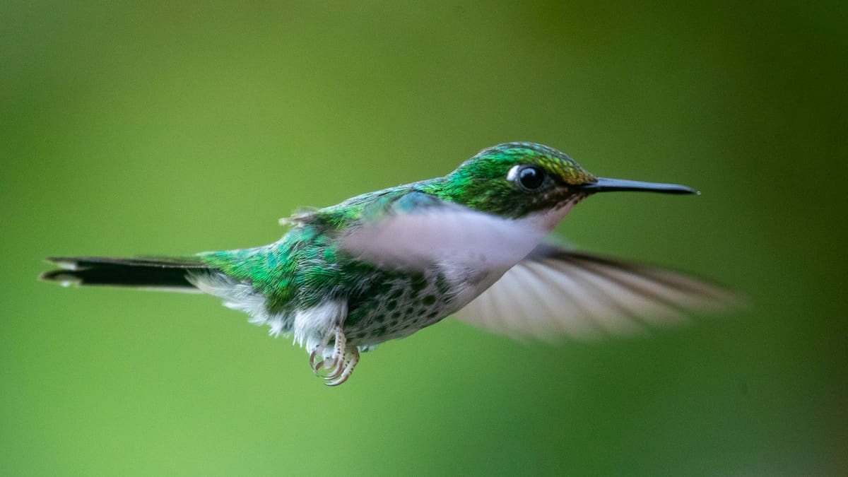 Colibrí. Fuente: EFE