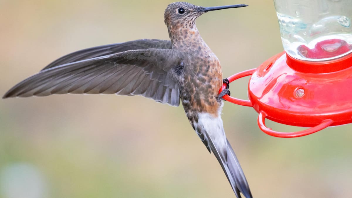 Colibrí gigante. Foto: EFE.
