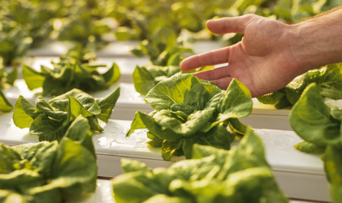 Cómo afectará el cambio climático a la producción de alimentos.