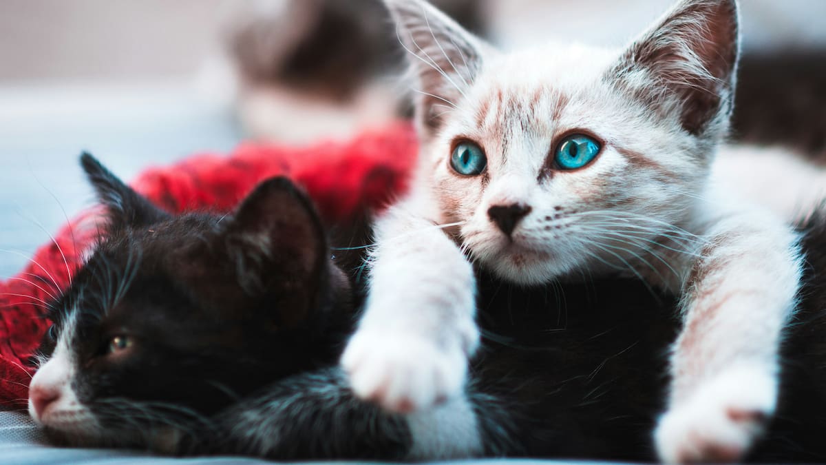 La ciencia responde: cómo alzar a un gato correctamente para que se sienta cómodo