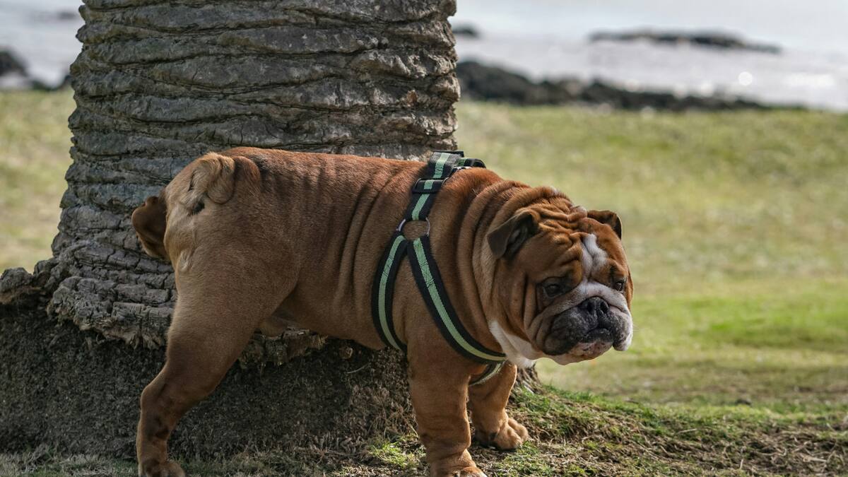 Cómo eliminar el olor a orina de las mascotas. Foto: Unsplash.