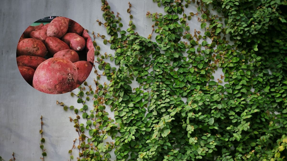 Cultivar una enredadera usando solo una batata: el truco fácil de jardinería para decorar las paredes de casa