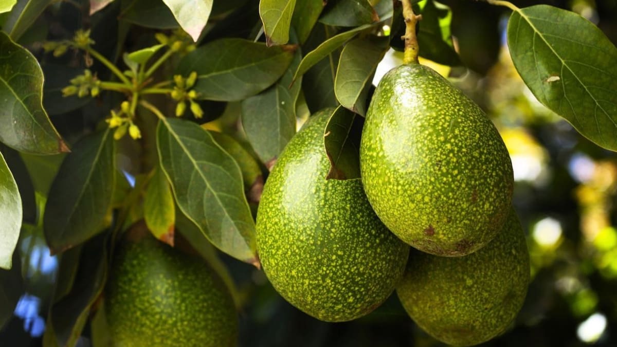Cómo preparar el árbol de palta en agosto para que crezca fuerte a partir del 21 de septiembre