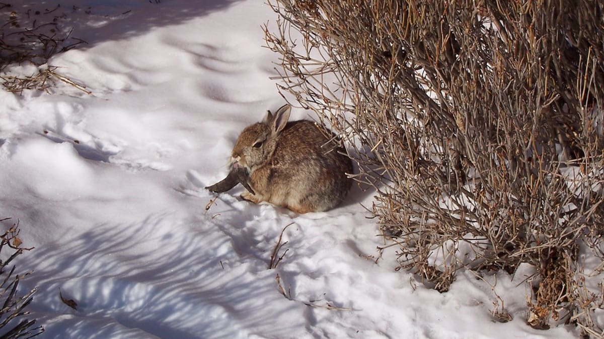 Qué hacer y qué no si te encuentras con un conejo con tentáculos en la cabeza en la ciudad o el campo