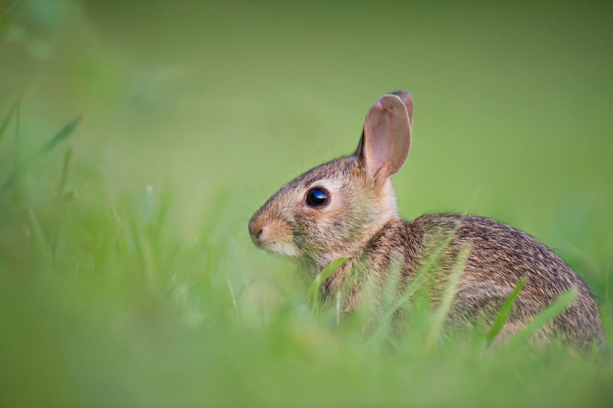 Conejo. Fuente: Unsplash