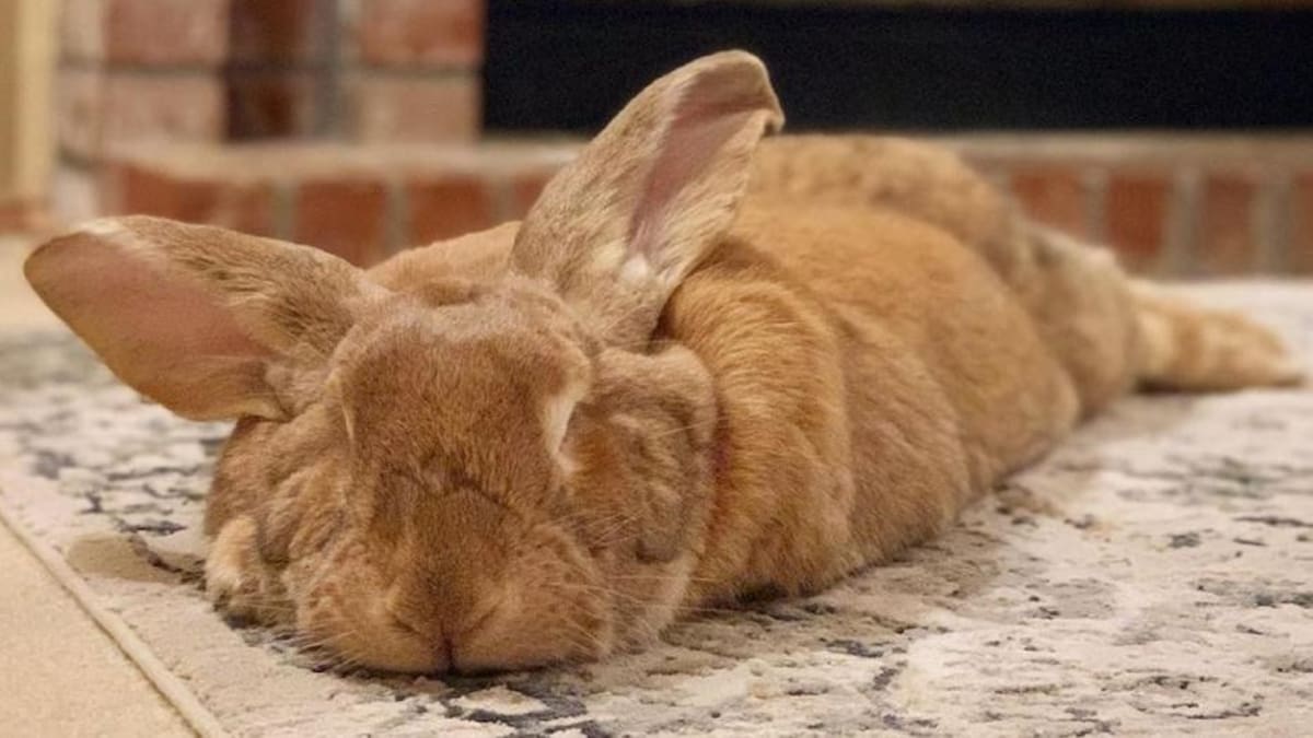 VIDEO: furor por Cocoa Puff, el conejo "gigante" que acapara las redes sociales