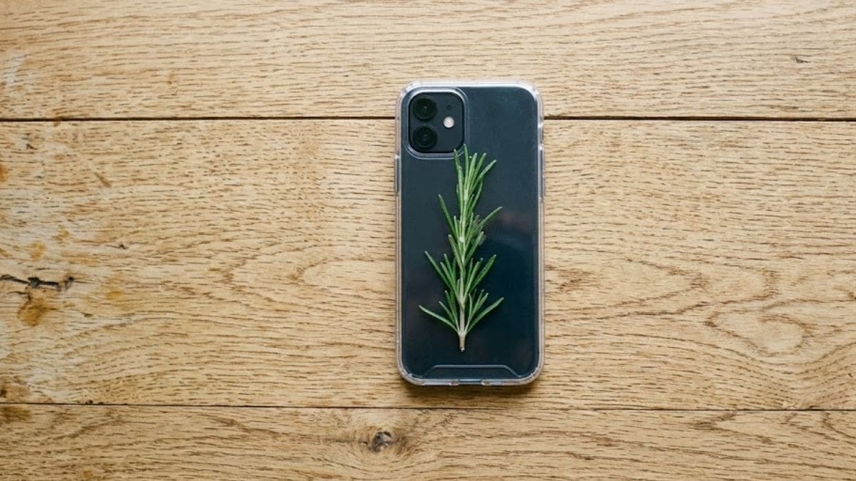 Por qué recomiendan poner una hoja de romero dentro de la funda del celular