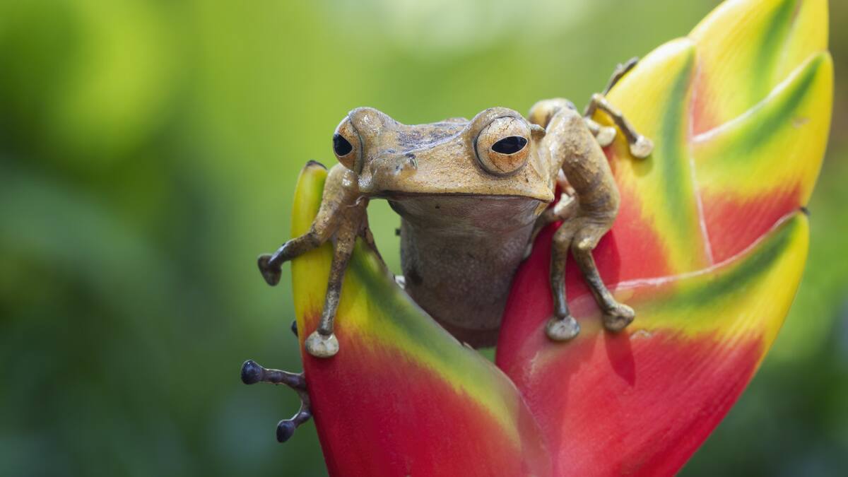 El coquí y la crisis climática: la diminuta rana con su canto único que lucha por sobrevivir