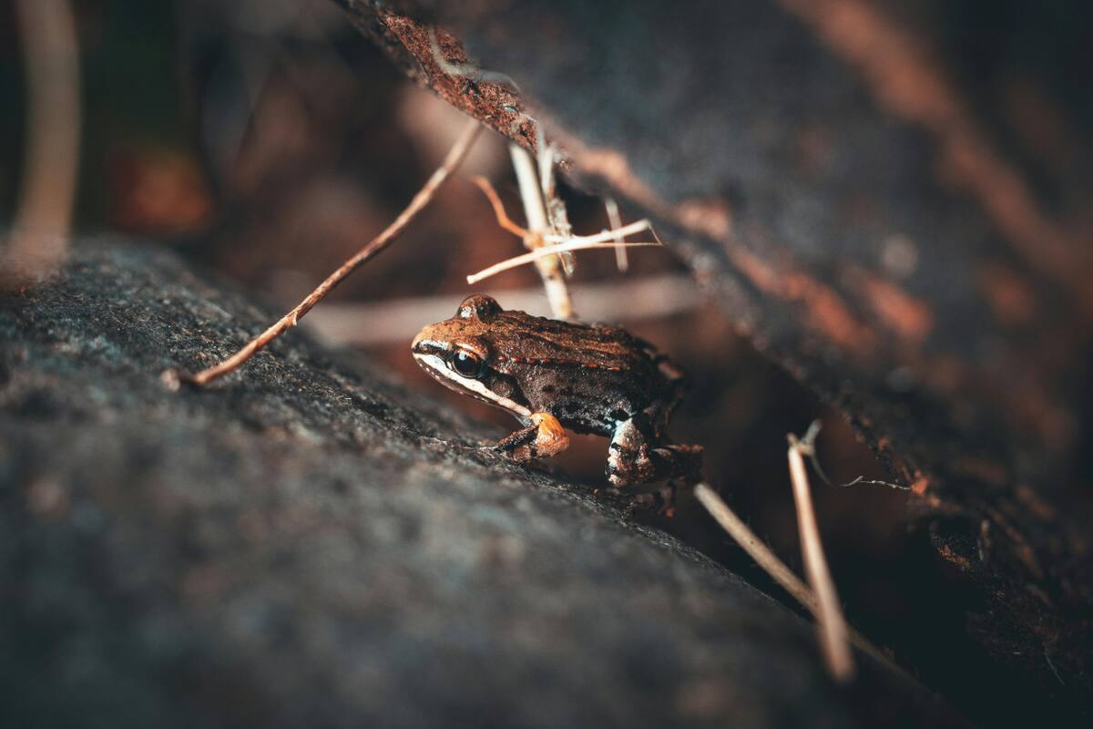 Coquí, rana. Foto: Pexels.