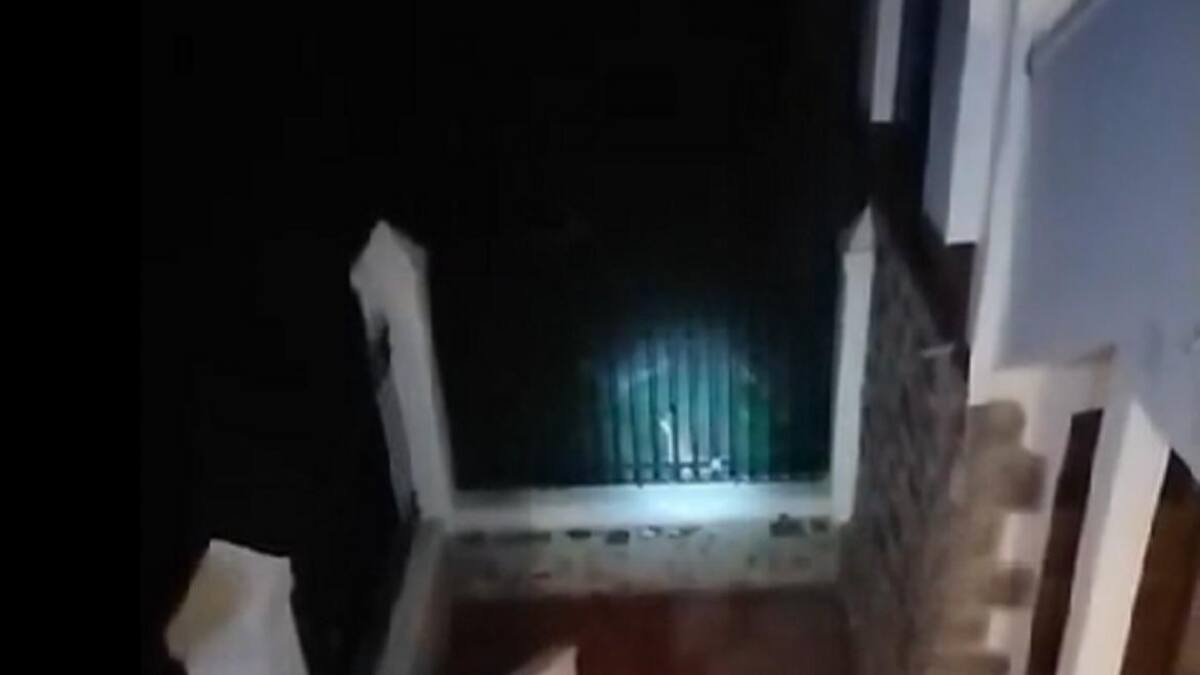 Córdoba: un puma se comió a cuatro gatitos y genera pánico entre los vecinos