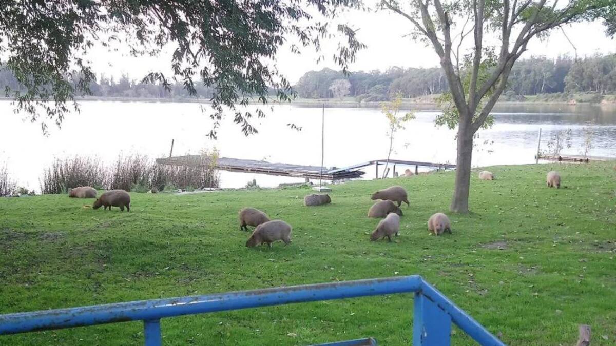 Coronavirus, Argentina, carpinchos en Laguna de los Padres, Mar del Plata