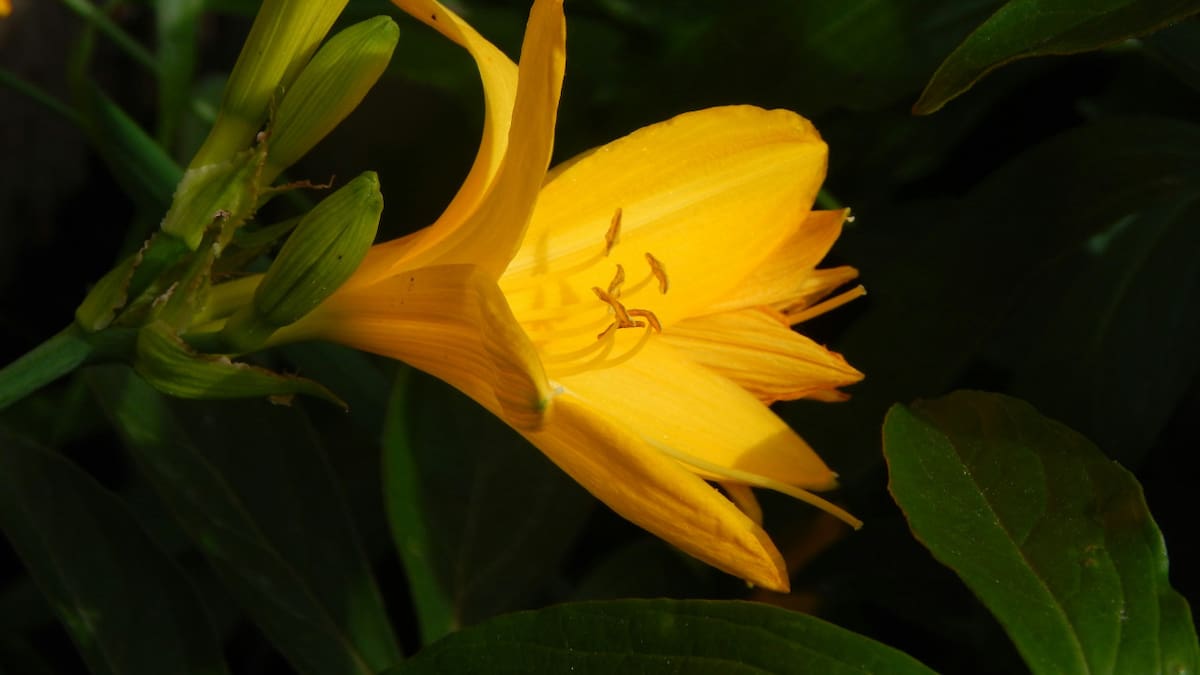 Corrientes prohíbe el lirio amarillo, una flor exótica que pone en riesgo los humedales. Foto: Unsplash