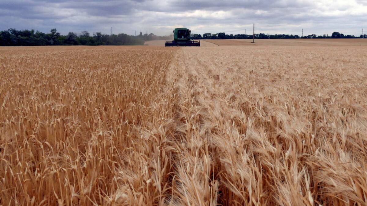 Cosecha de cebada en la región de Odesa, Ucrania. Foto: Reuters