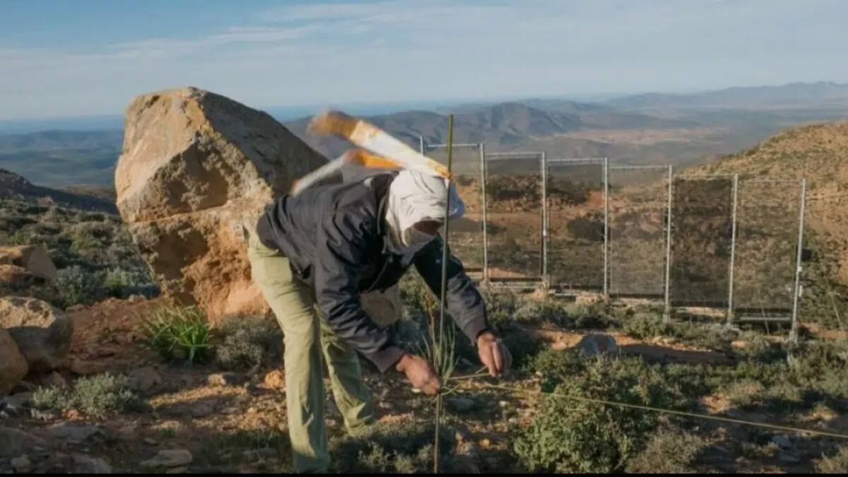 Cosechan niebla en el Sahara: cómo funciona la innovadora técnica en el desierto que transforma el aire en agua potable