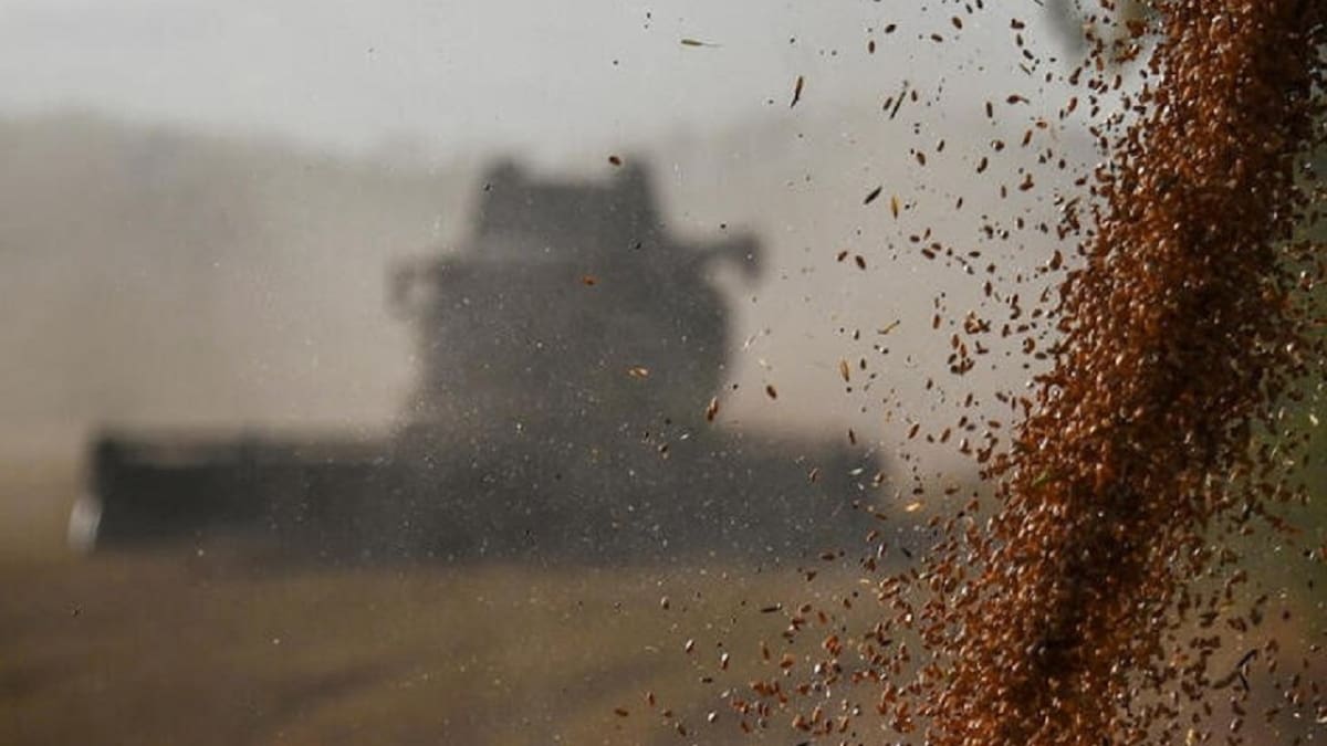 Peligro: afirman que el consumo de trigo aumenta el riesgo de padecer cáncer