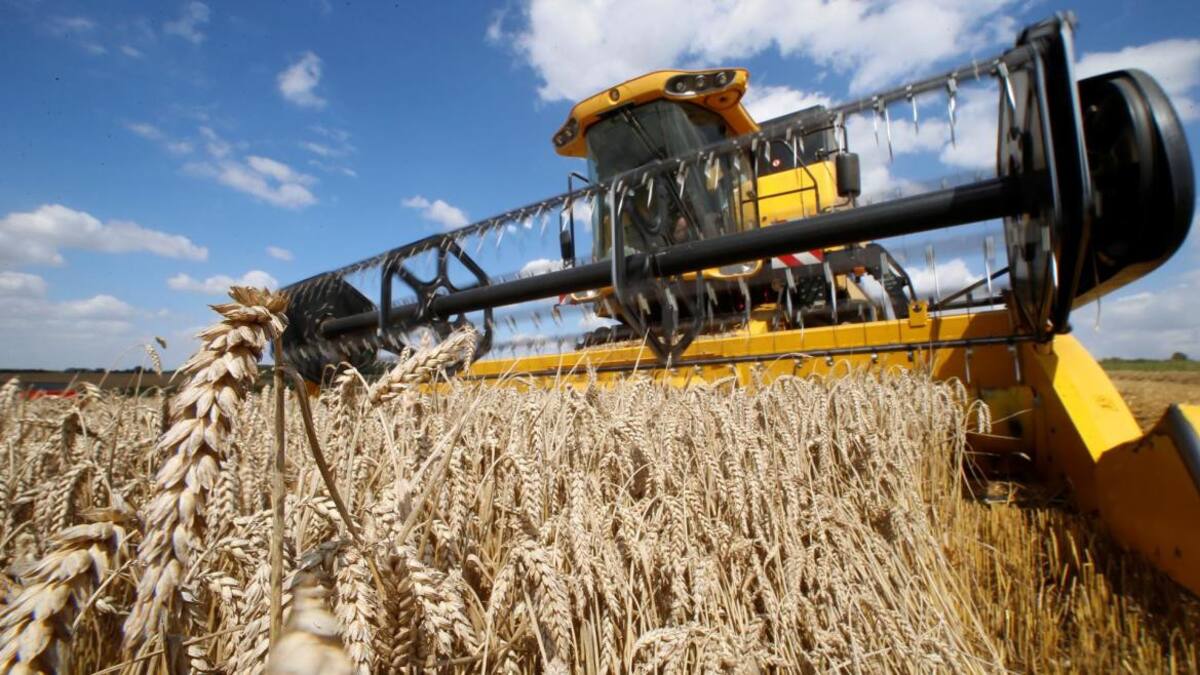 Cosecha. Foto: Reuters.