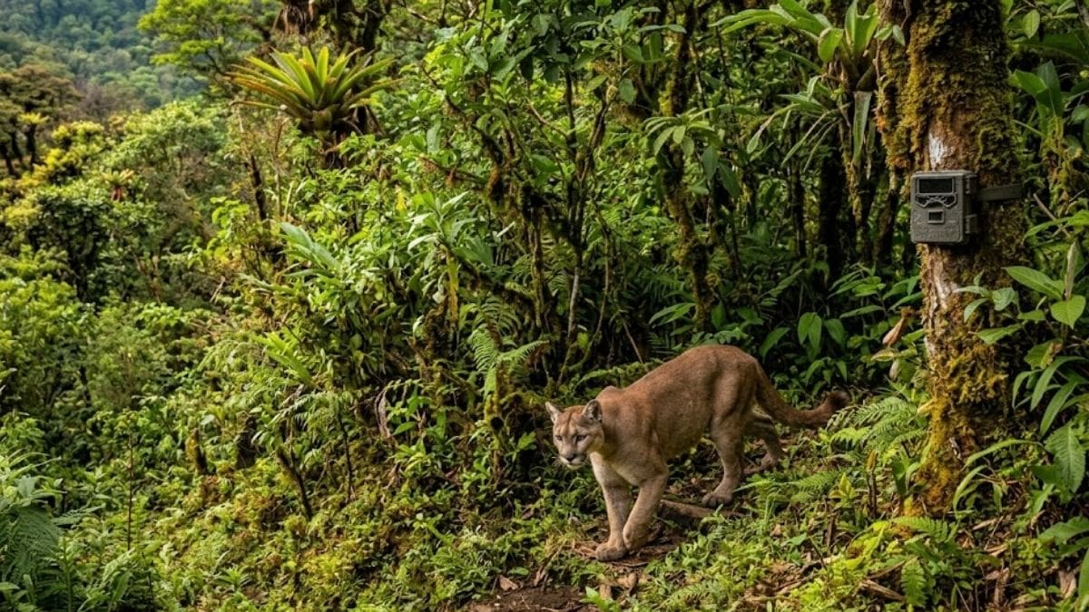 En una reserva de Costa Rica plantaron árboles, tardaron 24 años en recuperar un bosque y volvieron los animales