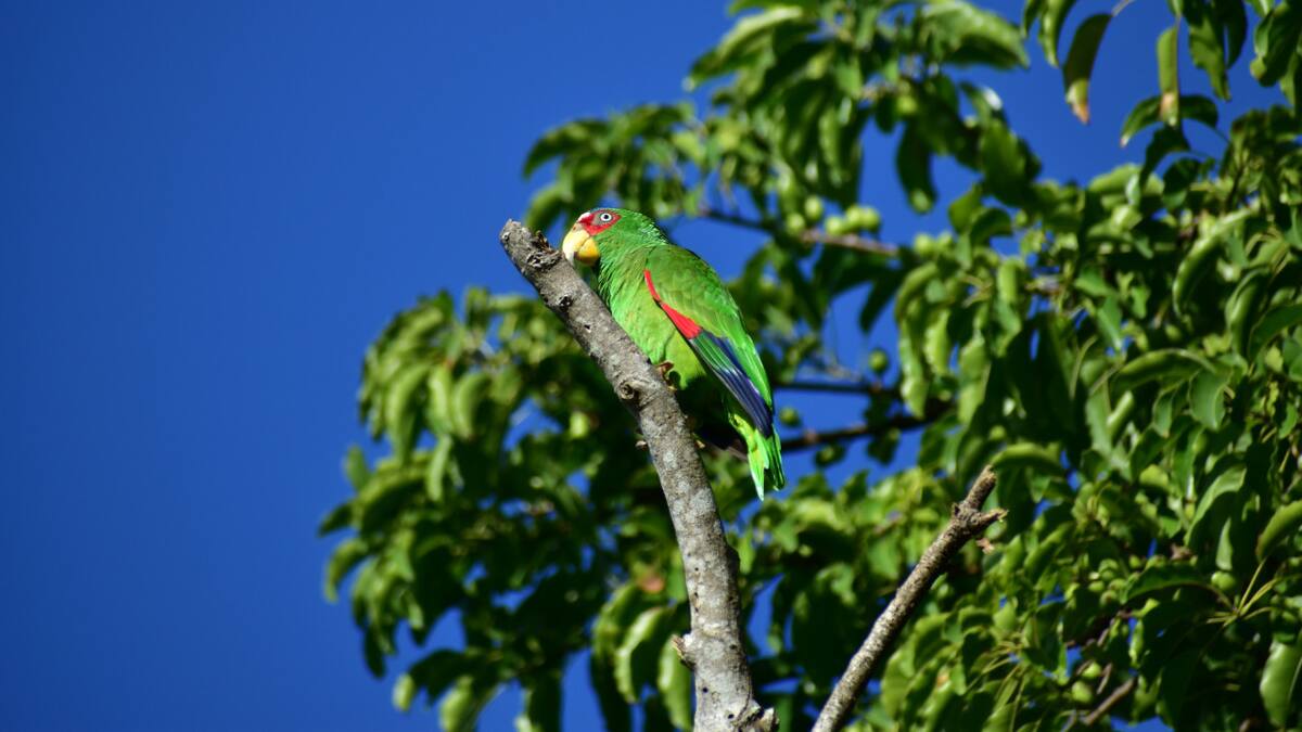 Cotorra mexicana. Foto: Unsplash