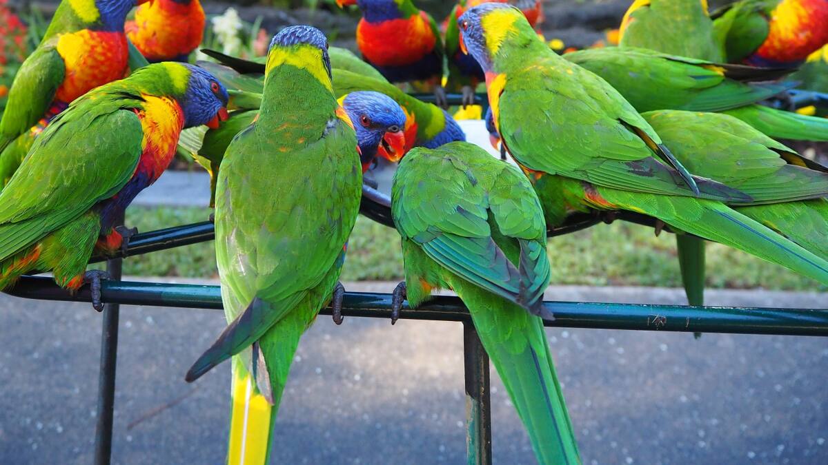 Cotorras, foto ilustrativa. Foto: Unsplash.