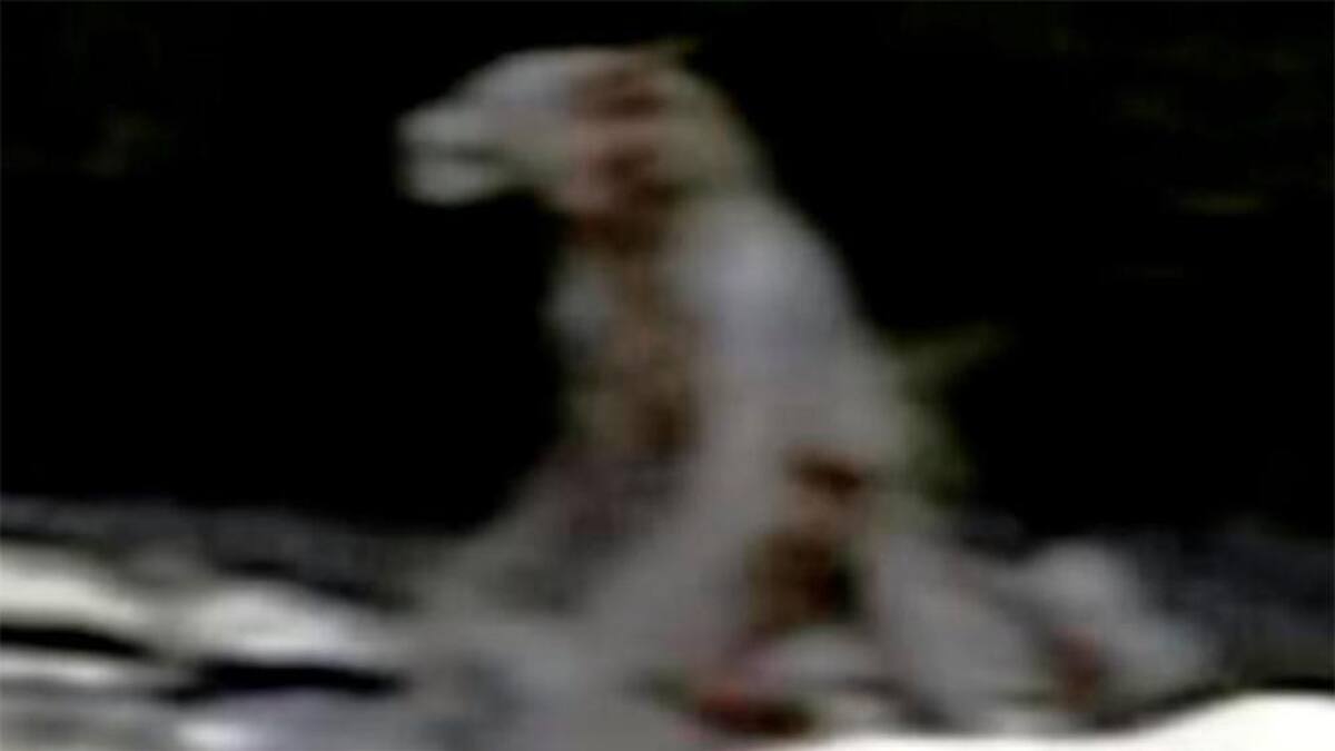 Criatura mitad perro, mitad humano