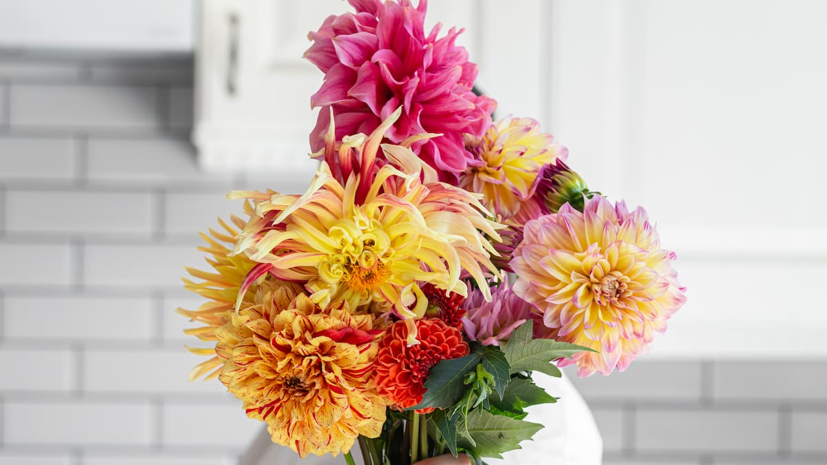 La planta que crece sola en otoño y resiste el frío: casi no necesita riego y llena de color cualquier jardín