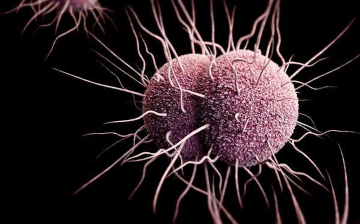¿Cuáles son las superbacterias más resistentes? Neisseria gonorrhoeae