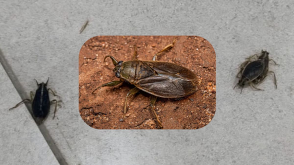 Preocupación por la invasión de cucarachas de agua en el AMBA.