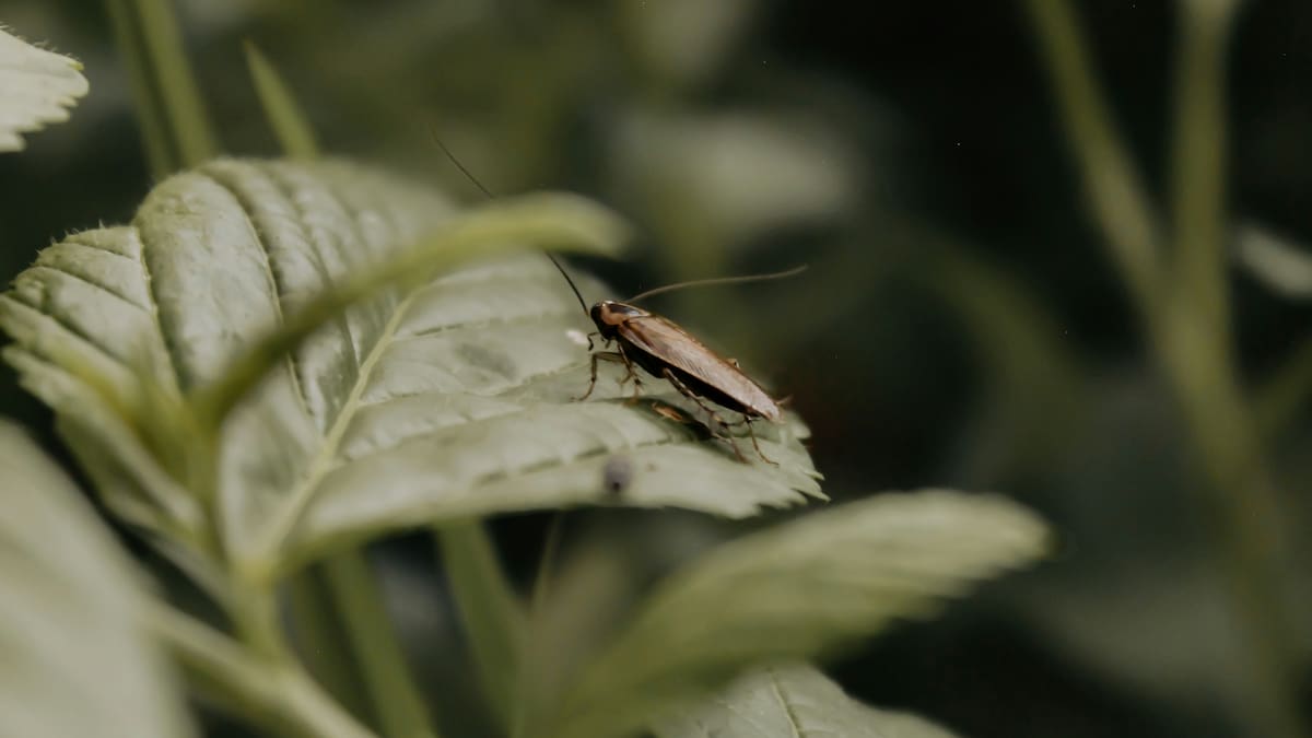 Cucarachas, insectos.