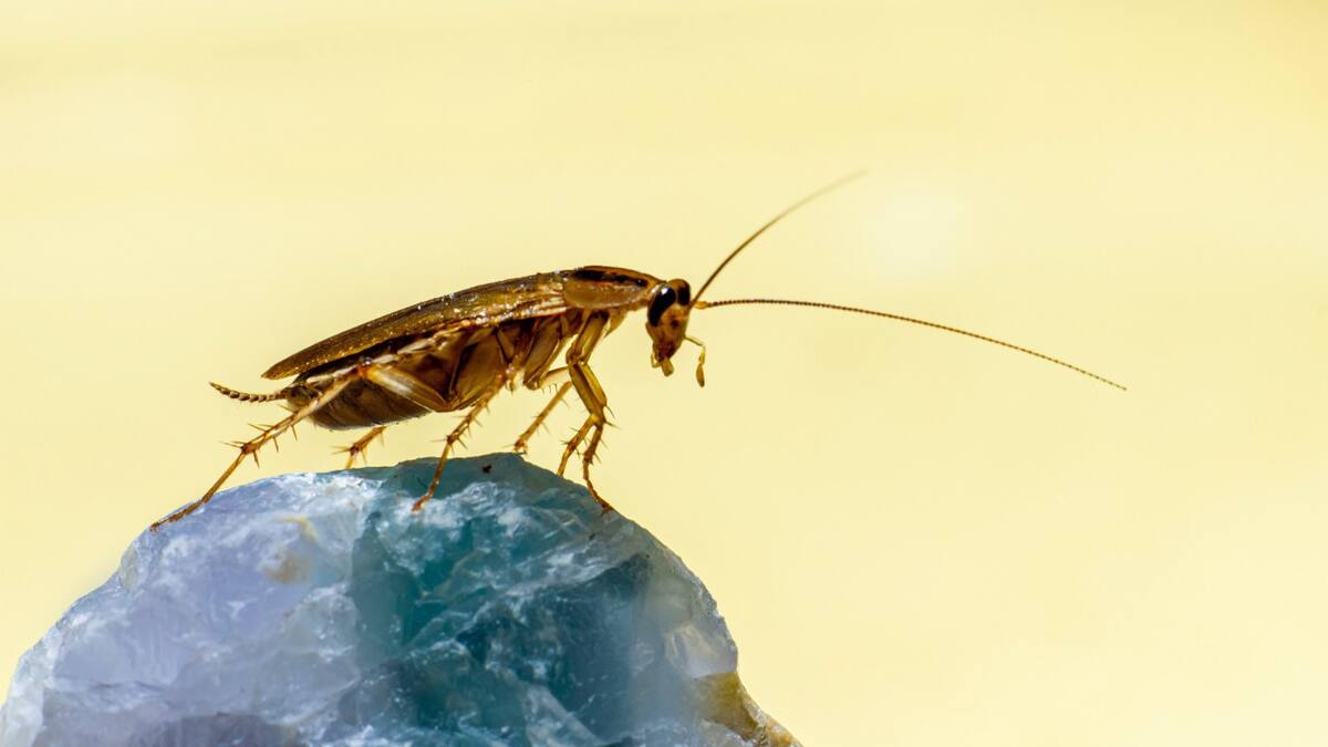 Cucarachas, insectos. Foto Unsplash.