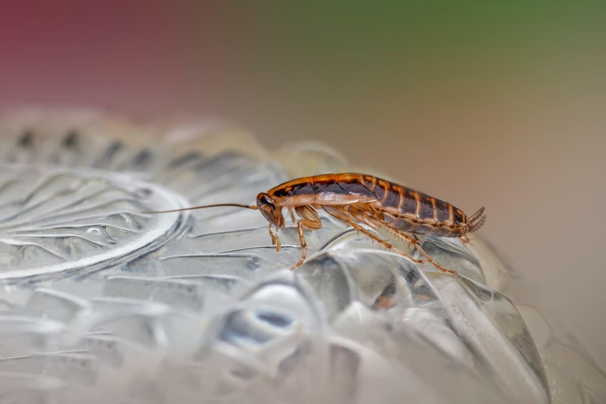 Cucarachas, insectos. Foto Unsplash.