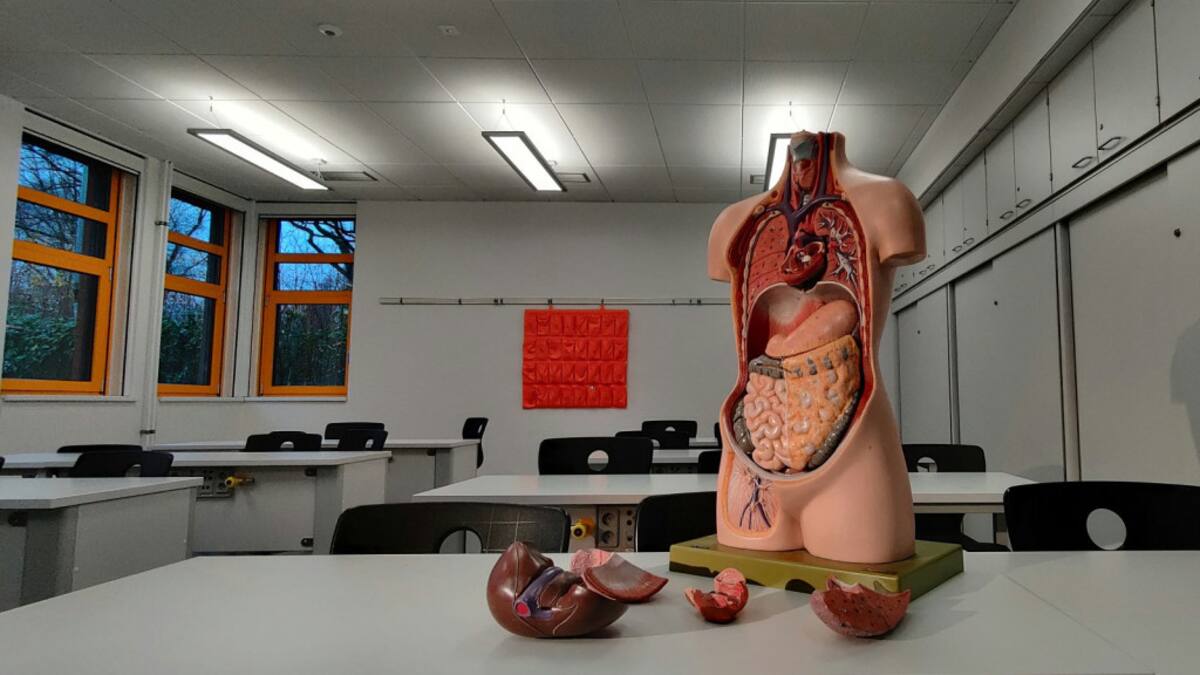 ¿Cuál es el órgano más grande del cuerpo humano? Foto Unsplash