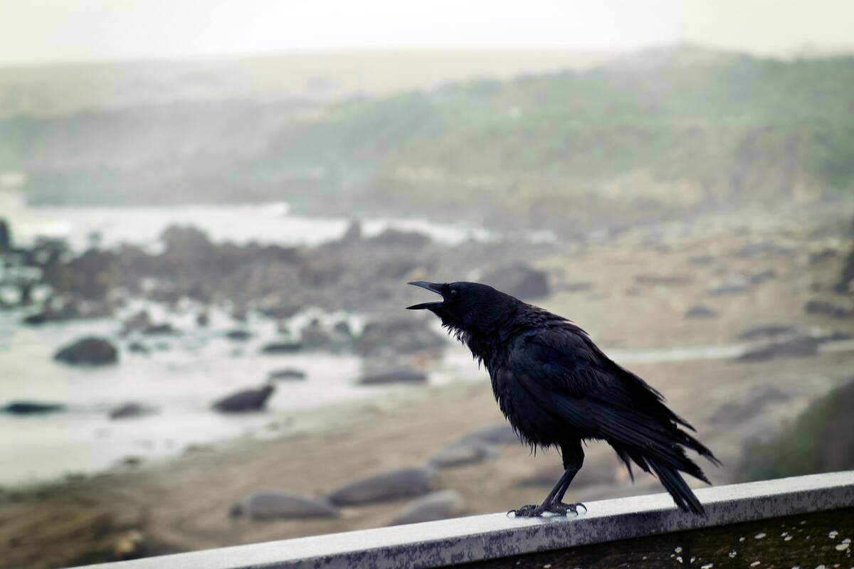 Cuervos. Foto: Pexels.