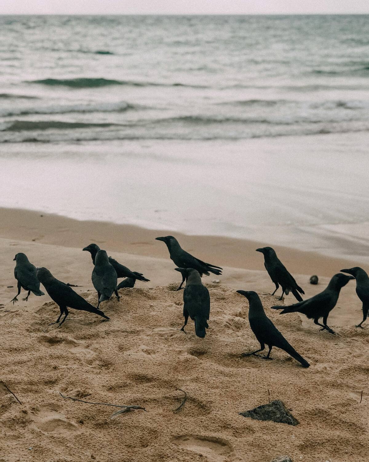 Cuervos. Foto: Pexels.